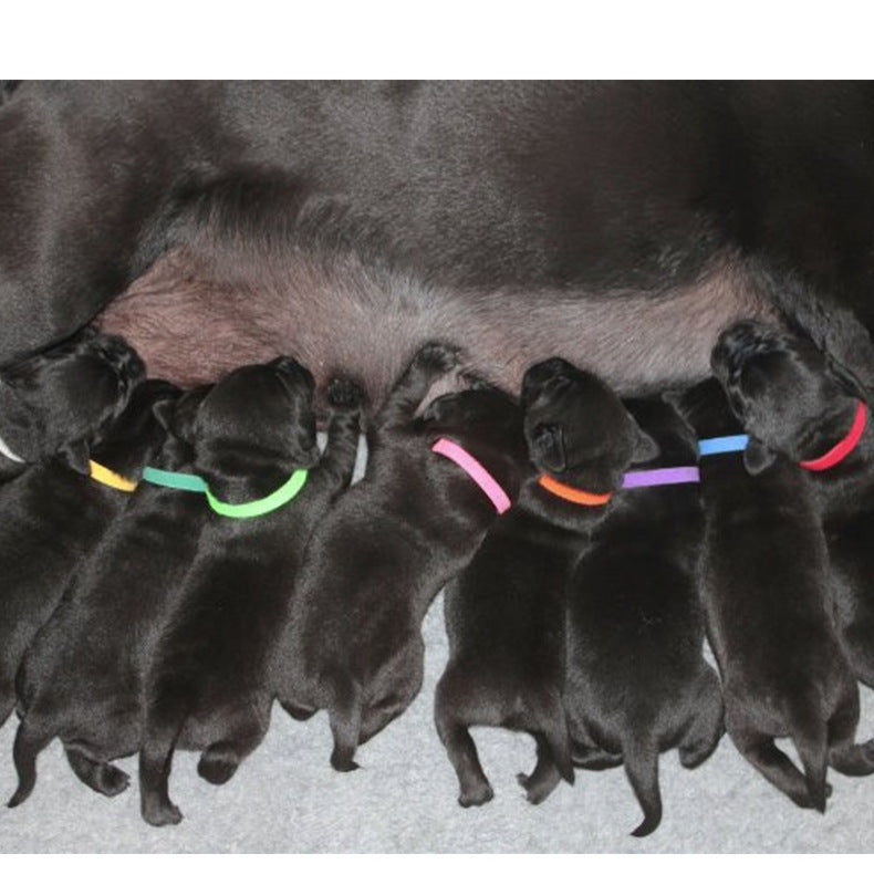 Velcro Identification Collar Kitten And Puppy ID Collar