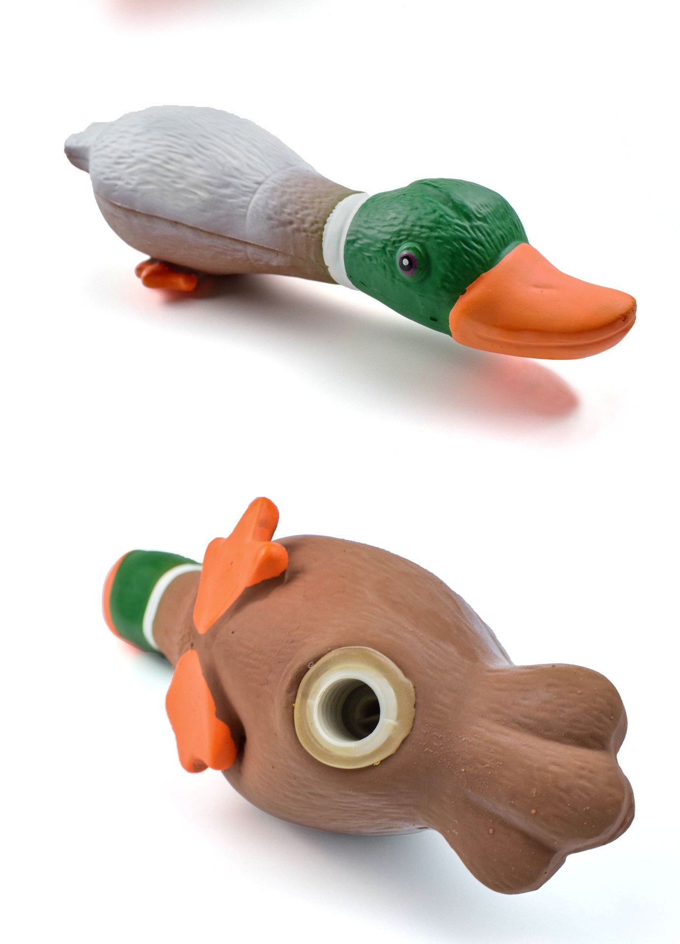 Green Headed Duck Gives Vent To The Boredom Of Dog Toys