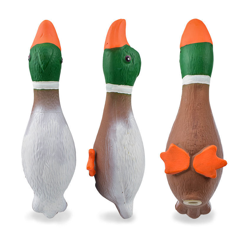 Green Headed Duck Gives Vent To The Boredom Of Dog Toys