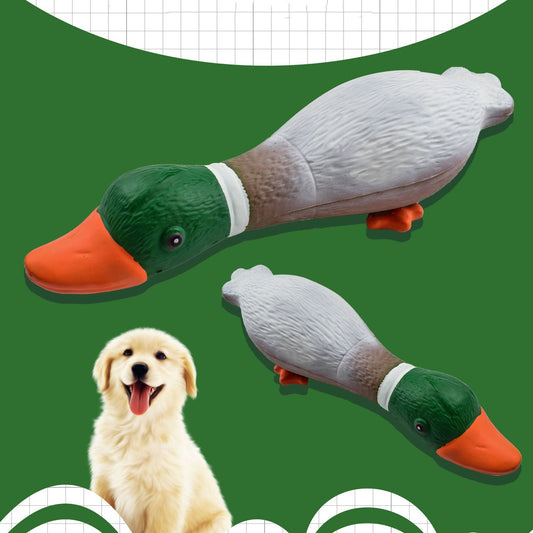 Green Headed Duck Gives Vent To The Boredom Of Dog Toys