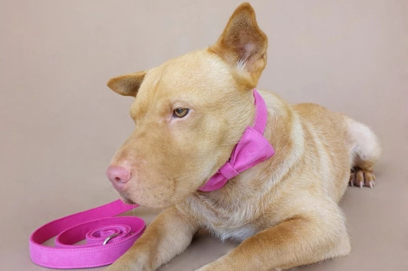 Hot Pink Dog collar and leash set