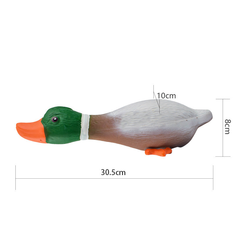 Green Headed Duck Gives Vent To The Boredom Of Dog Toys