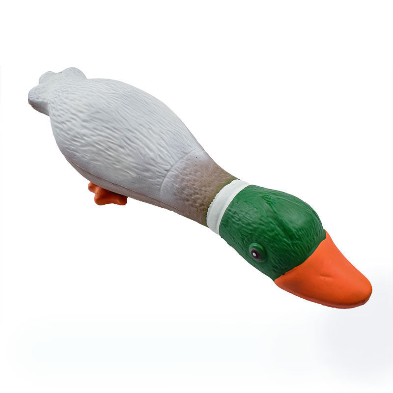 Green Headed Duck Gives Vent To The Boredom Of Dog Toys