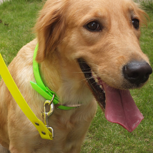 Dirt-resistant Dog Collars